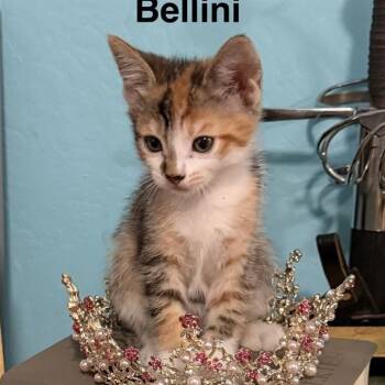 BELLINI -  Domestic Short Hair Cat for Adoption in Auburn, California - BELLINI | PetCurious