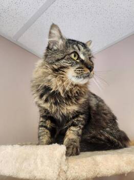 Toby -  Domestic Medium Hair Cat Available for Adoption in Black Eagle, Montana - Toby | PetCurious