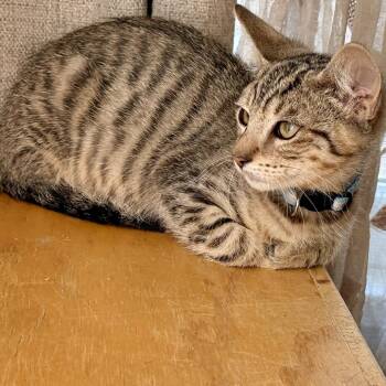 Jamie -  Domestic Short Hair Cat for Adoption in Los Angeles, California - Jamie | PetCurious