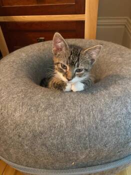 Nick Rivers (FeLV+) -  Domestic Short Hair Cat for Adoption in Minneapolis, Minnesota - Nick Rivers (FeLV+) | PetCurious