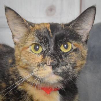Nyla -  Tortoiseshell and Domestic Short Hair Cat for Adoption in Huntley, Illinois - Nyla | PetCurious