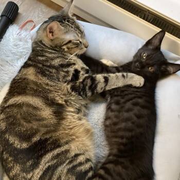 Newt -  Domestic Short Hair Cat for Adoption in Spokane, Washington - Newt | PetCurious