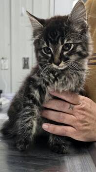 Jason -  Domestic Medium Hair Cat for Adoption in Hillsdale, Indiana - Jason | PetCurious