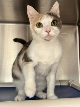 Domestic Short Hair Cats Available for Adoption - Joey | PetCurious