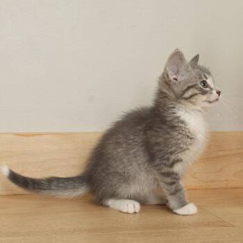Hodag C69994 -  Domestic Medium Hair Cat for Adoption in Minnetonka, Minnesota - Hodag C69994 | PetCurious