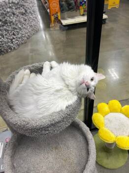 Joan -  Turkish Angora Cat for Adoption in Franklin Township, New Jersey - Joan | PetCurious