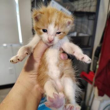 Tortilla -  Domestic Short Hair Cat for Adoption in Osawatomie, Kansas - Tortilla | PetCurious