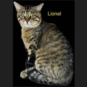 Rescue Domestic Short Hair Cats for Adoption in Menasha, Wisconsin - Lionel | PetCurious
