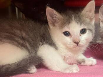 Domestic Short Hair Cats Available for Adoption in Blountville, Tennessee - Apple Jam | PetCurious