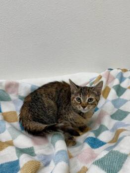 Fruit Loops -  Domestic Short Hair Cat for Adoption in Newberg, Oregon - Fruit Loops | PetCurious