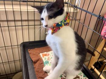 Oreo -  Domestic Short Hair Cat for Adoption in Leavenworth, Kansas - Oreo | PetCurious