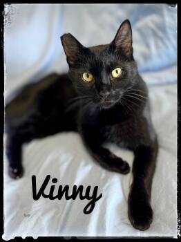 Rescue Domestic Short Hair Cats for Adoption in El Cajon, California - Vinny | PetCurious