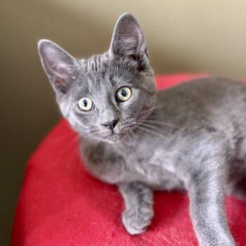 Domestic Short Hair Cats Available for Adoption - Tagalongs | PetCurious