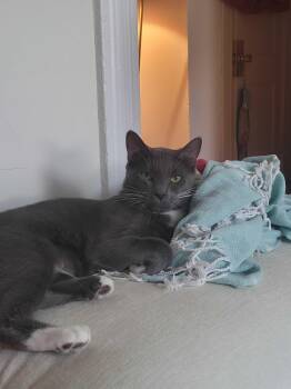 Conny -  Domestic Short Hair Cat for Adoption in Waltham, Massachusetts - Conny | PetCurious