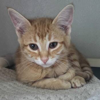 Rama (cat 5) -  Domestic Short Hair Cat Available for Adoption in Chattanooga, Tennessee - Rama (cat 5) | PetCurious