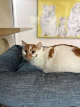 Omega -  Domestic Medium Hair and Domestic Short Hair Cat for Adoption in North Miami Beach, Florida - Omega | PetCurious