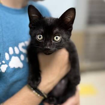 Rapunzel -  Domestic Short Hair Cat for Adoption in Sioux City, Iowa - Rapunzel | PetCurious