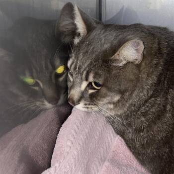 ANGEL -  Domestic Short Hair Cat for Adoption in Santa Cruz, California - ANGEL | PetCurious