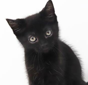 Daphne is a darling licorice angel - loves her bro Fred -  Bombay Cat for Adoption in Bedford Hills, New York - Daphne Is A Darling Licorice Angel - Loves Her Bro Fred | PetCurious