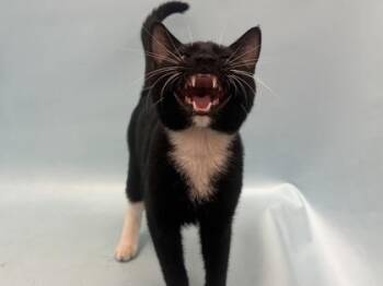 Midnight -  Domestic Short Hair Cat for Adoption in Woodbury, Minnesota - Midnight | PetCurious