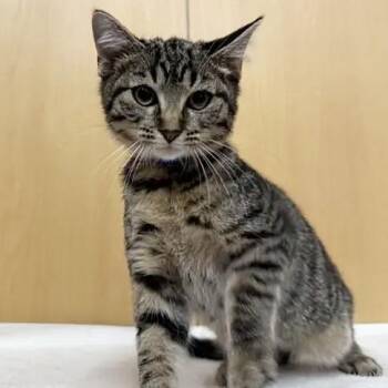 Plankton -  Domestic Medium Hair Cat for Adoption in Brentwood, Missouri - Plankton | PetCurious