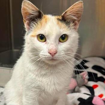 Harp -  Domestic Short Hair Cat Available for Adoption in Jacksboro, Tennessee - Harp | PetCurious