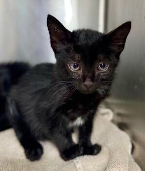 Rescue Domestic Short Hair Cats for Adoption in Danielsville, Georgia - Hiccup | PetCurious