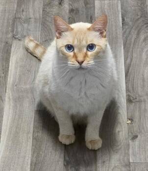 Sam -  Siamese and Domestic Short Hair Cat for Adoption in Skyline, Minnesota - Sam | PetCurious