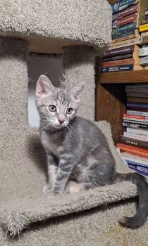 Rescue Domestic Short Hair Cats for Adoption in Los Angeles, California - Jennifer Juniper | PetCurious