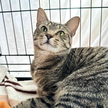 Berry -  Domestic Short Hair Cat for Adoption in New York, New York - Berry | PetCurious