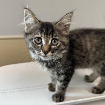 Toffee -  Domestic Long Hair Cat for Adoption in Clavet, Saskatchewan - Toffee | PetCurious