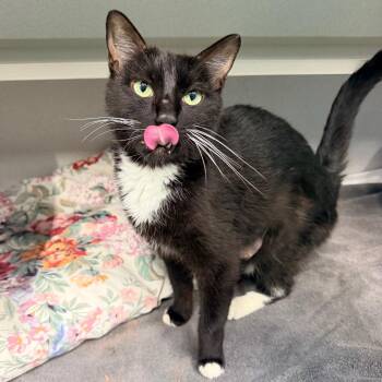 Wendy Peffercorn -  Domestic Short Hair Cat for Adoption in Newark, New Jersey - Wendy Peffercorn | PetCurious