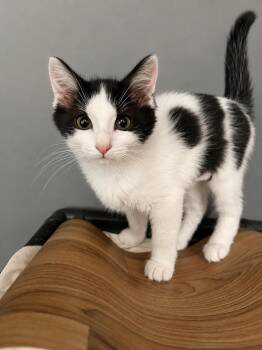 Priincess -  Domestic Medium Hair Cat for Adoption in Rio Linda, California - Priincess | PetCurious