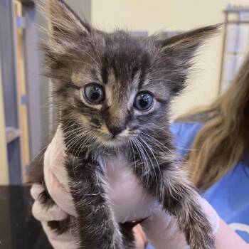 Domestic Short Hair Cats Available for Adoption in Lynchburg, Virginia - Sealy | PetCurious