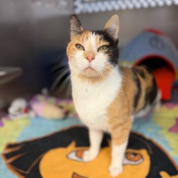 Winnie -  Domestic Short Hair Cat for Adoption in Portage, Michigan - Winnie | PetCurious