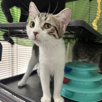 C3PO -  Domestic Short Hair Cat for Adoption in Mount Laurel Township, New Jersey - C3PO | PetCurious