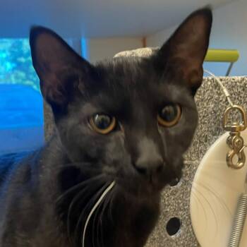 Morticia -  Domestic Short Hair Cat for Adoption in Norman, Oklahoma - Morticia | PetCurious