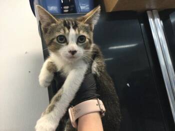 Domestic Short Hair Cats Available for Adoption in Thousand Palms, California - A1917696 | PetCurious