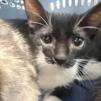 Frosted Flakes -  Domestic Short Hair Cat for Adoption in Jupiter, Florida - Frosted Flakes | PetCurious