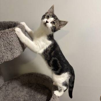 Rescue Domestic Short Hair Cats for Adoption in Hamilton Township, New Jersey - ALLIE | PetCurious