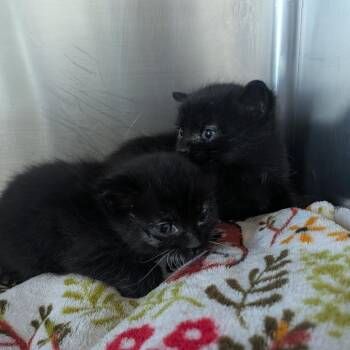 Spooder -  Domestic Short Hair Cat for Adoption in Matteson, Illinois - Spooder | PetCurious