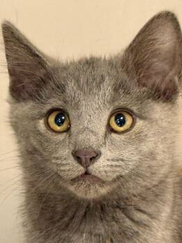 Solace -  Russian Blue Cat for Adoption in Belton, Missouri - Solace | PetCurious