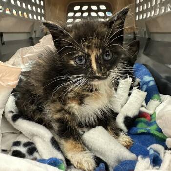 Melee -  Domestic Short Hair Cat for Adoption in Los Angeles, California - Melee | PetCurious