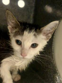 Yang -  Domestic Short Hair Cat for Adoption in Henderson, North Carolina - Yang | PetCurious
