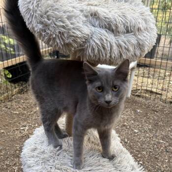 Tom and Jerry -  Domestic Medium Hair Cat for Adoption in Lakehead, California - Tom And Jerry | PetCurious