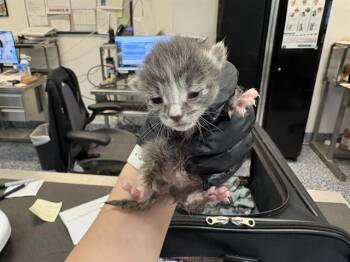 Domestic Short Hair Cats Available for Adoption in Thousand Palms, California - A1908924 | PetCurious