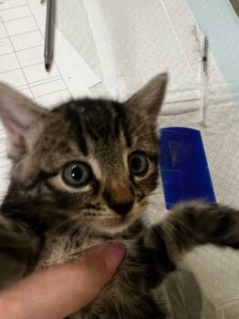 Rescue Domestic Short Hair Cats for Adoption in Meriden, Connecticut - Bailey Cat | PetCurious