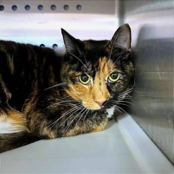 Domestic Short Hair Cats Available for Adoption in Hannibal, Missouri - Jasmine | PetCurious