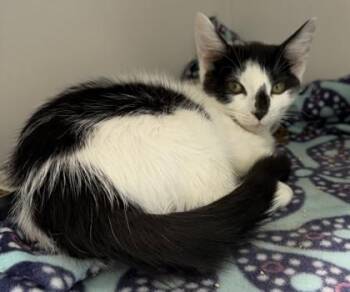 Early Retirement -  Domestic Short Hair Cat for Adoption in West Chester, Pennsylvania - Early Retirement | PetCurious