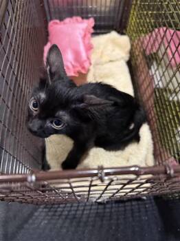 HUNTER -  Domestic Short Hair Cat for Adoption in San Antonio, Texas - HUNTER | PetCurious